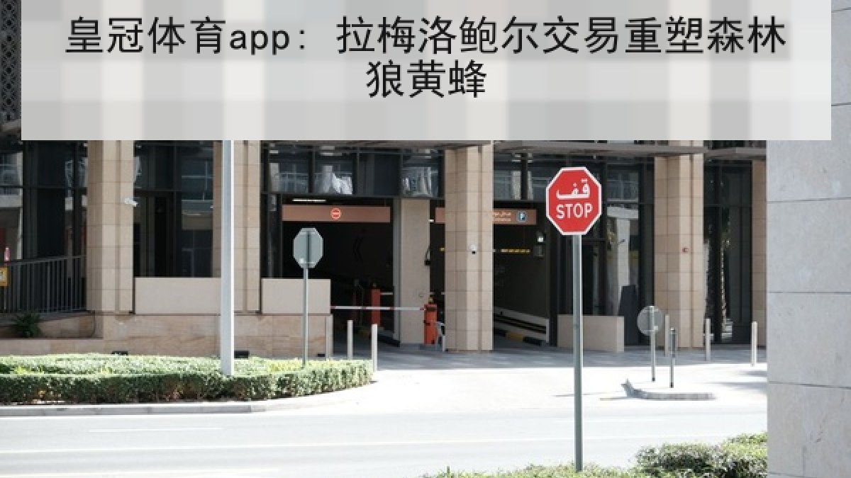 皇冠体育app: 拉梅洛鲍尔交易重塑森林狼黄蜂 皇冠体育app: 拉梅洛鲍尔交易重塑森林狼黄蜂